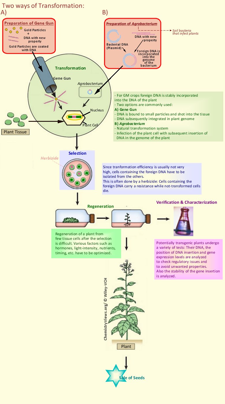 Transformation GM Crops ChemistryViews ChemViews Biotechnology